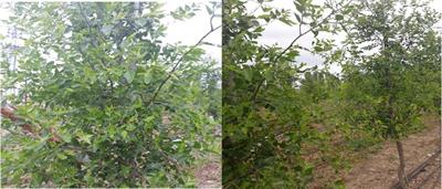 Can tree leaves be used as an alternative source of synthetic antioxidants? Use of jujube leaf extract in laying hens